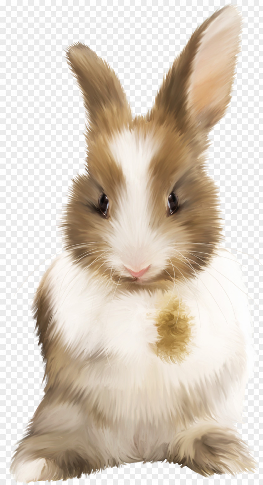 Rabbit Hare Domestic Cat PNG