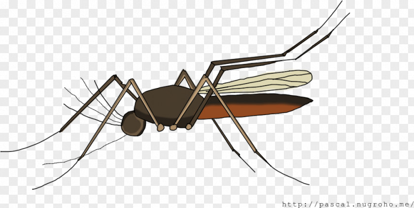 Bangun Tidur Mosquito Ant Beetle Dragonfly PNG