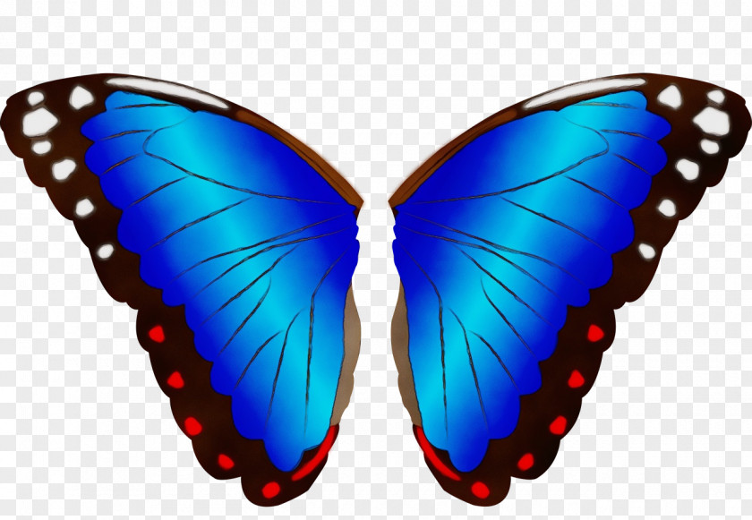 Butterflies Insect Wing Blues PNG