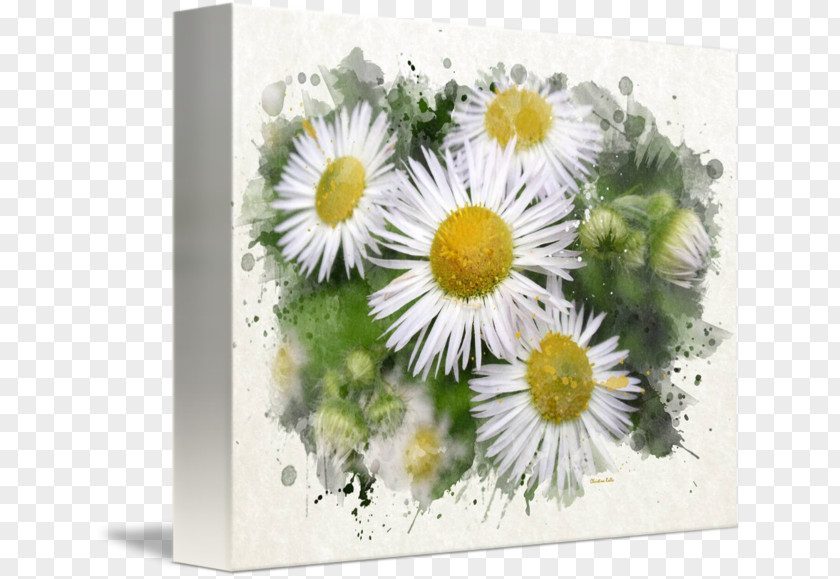 Painting Common Daisy Floral Design Watercolor Art PNG