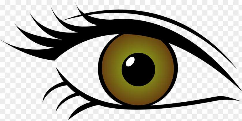 Eyes Eye Color Clip Art PNG