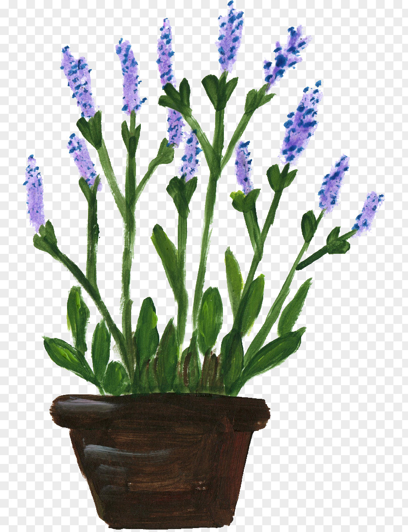 Flower Pot English Lavender Lavandula Dentata French Flowerpot PNG