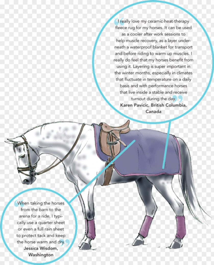 Horse Pony Equestrian PNG