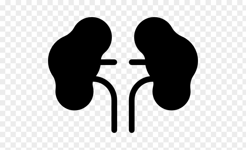 Kidney Excretory System Human Body PNG