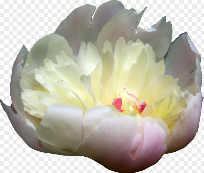 Peonies Picture Peony Flower PNG