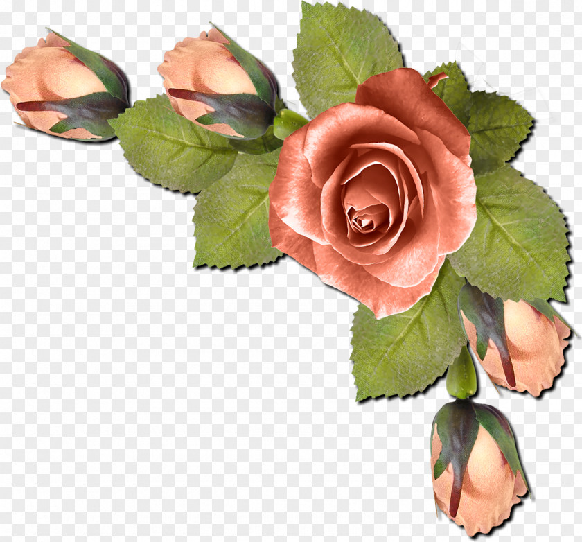 Rose Picture Frames Clip Art PNG