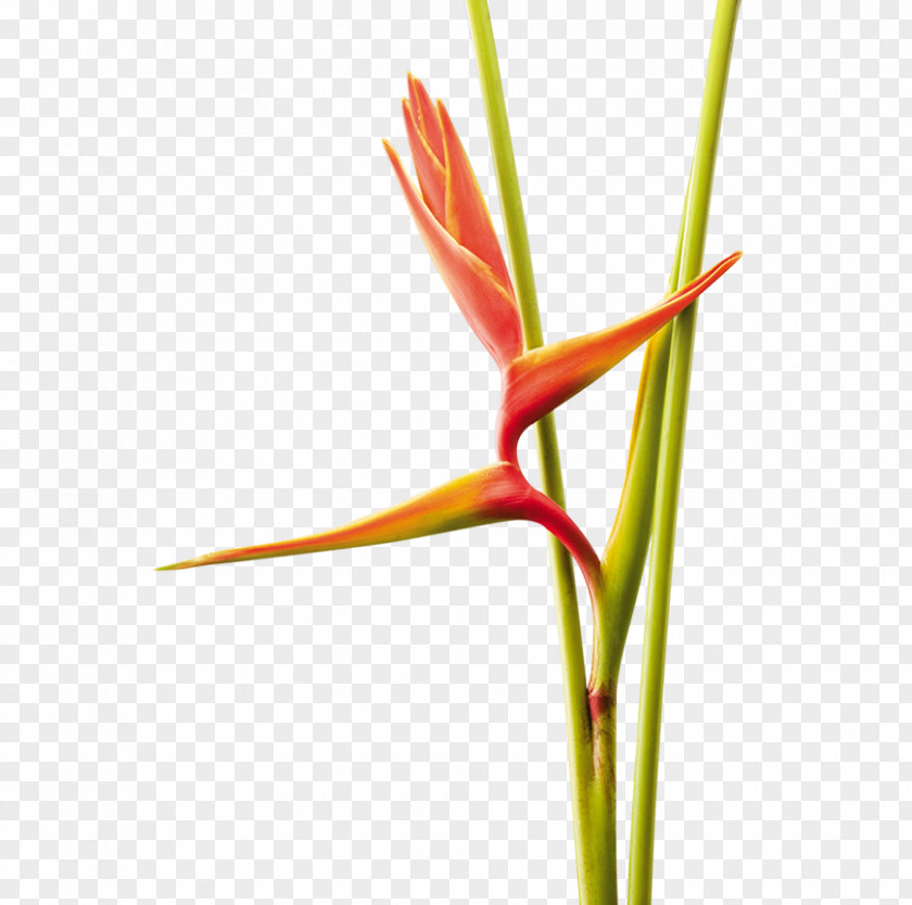 Flowers In Vase Lobster-claws Grasses Plant Stem Family PNG