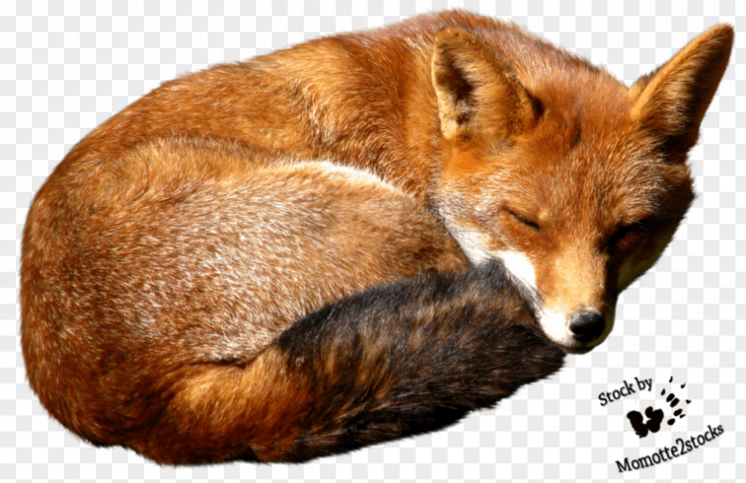 Fox Red Desktop Wallpaper Image Arctic PNG