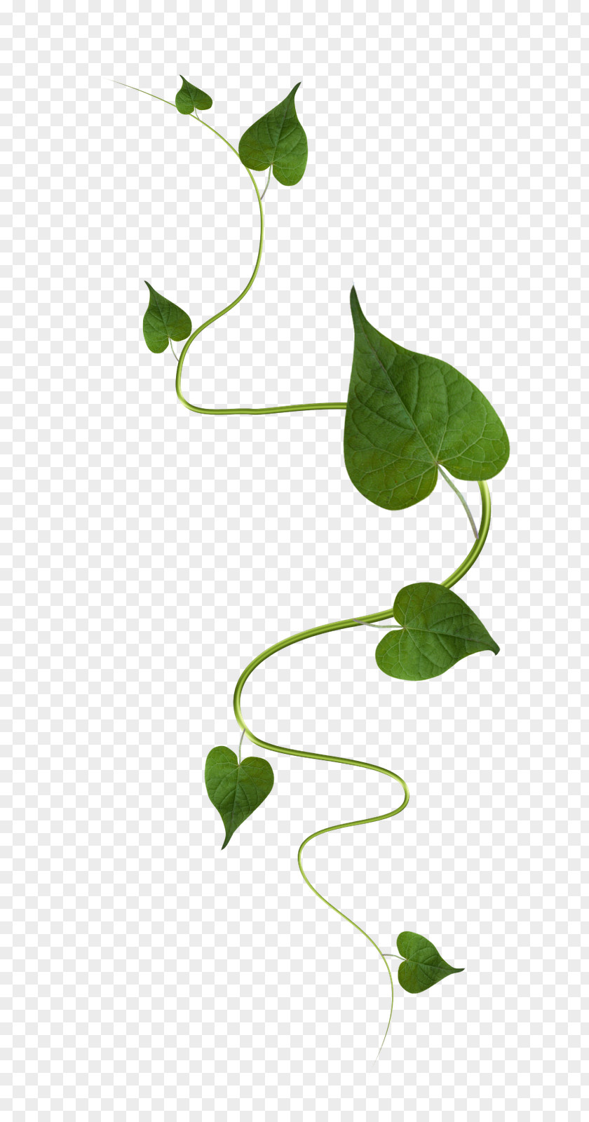 Leaf Green Vine PNG