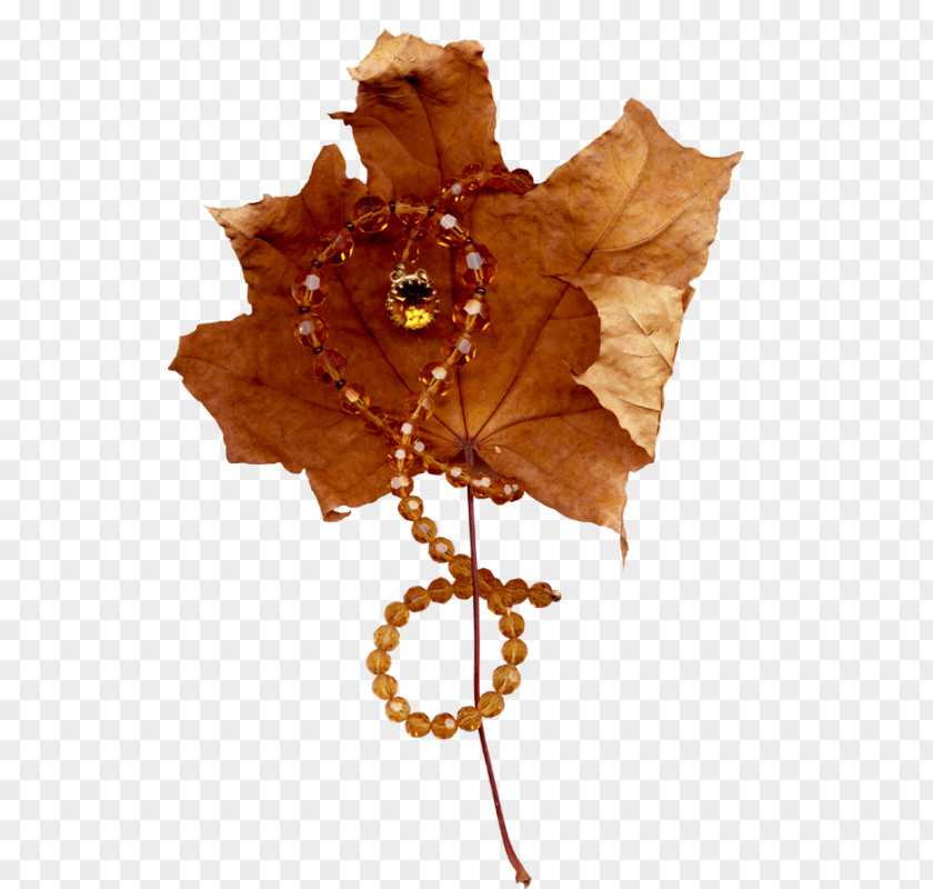 Leaf Maple Clip Art PNG