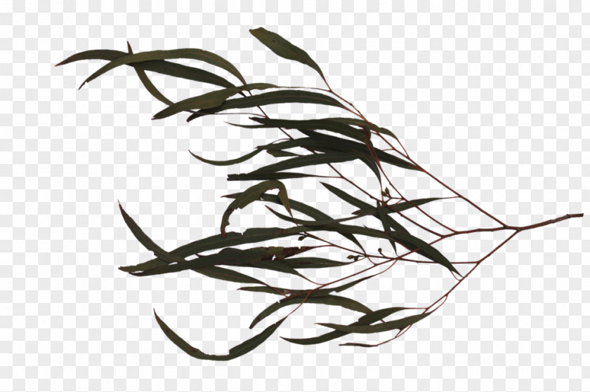 Leaf Twig Branch Tree Image PNG