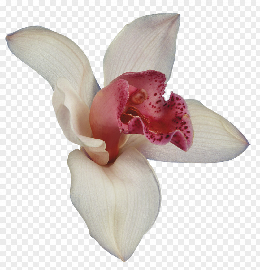 Orchids Flower Petal Clip Art PNG