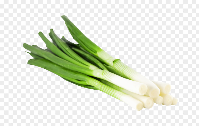 Spring Onions Scallion Green Spanish Vegetable Welsh Onion Stock Photography PNG