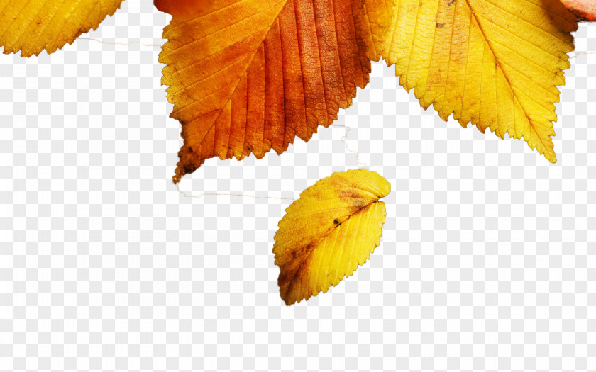 Yellow Autumn Leaves Leaf Wallpaper PNG