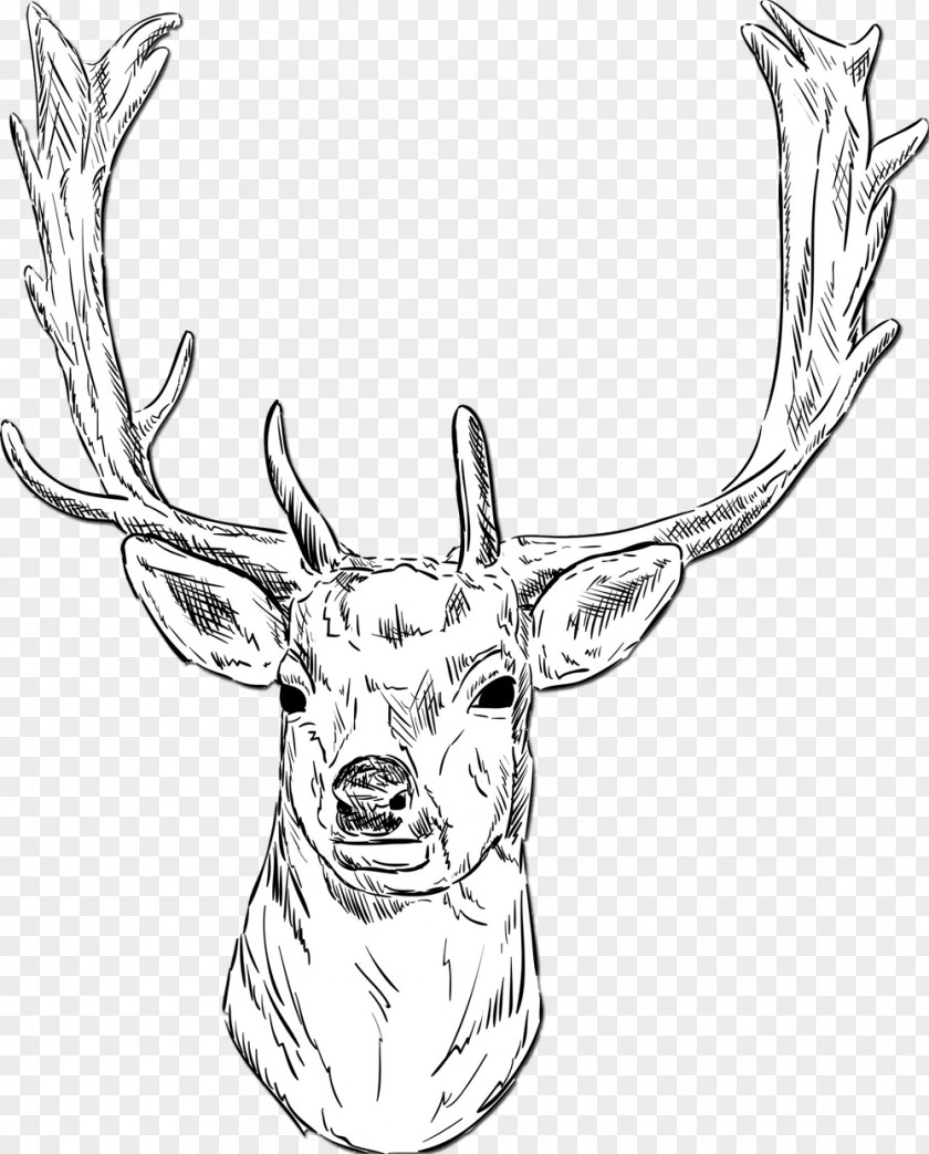 Antler White-tailed Deer Roe Fallow Drawing PNG