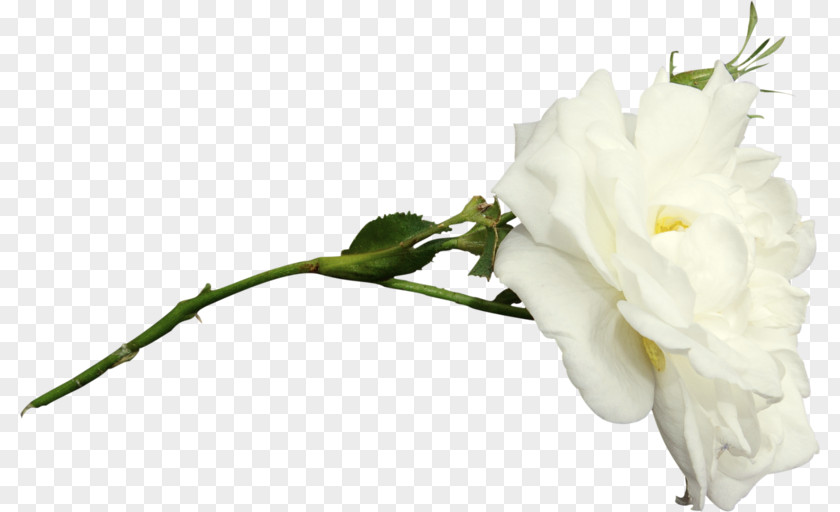 Flower Cut Flowers Petal Bud PNG