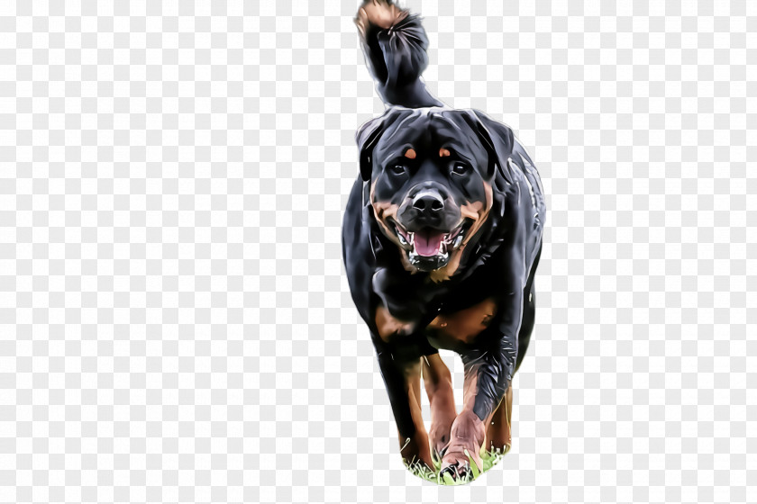 Giant Dog Breed Sporting Group Rottweiler Working PNG
