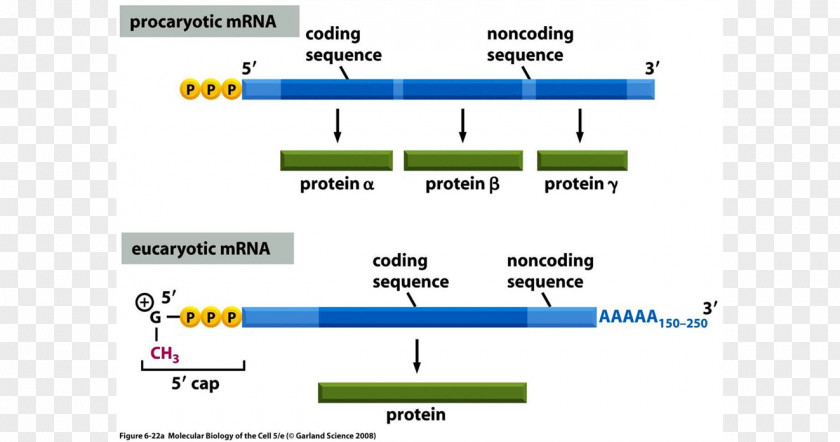 Monocistronische MRNA Messenger RNA Polymerase Screenshot PNG