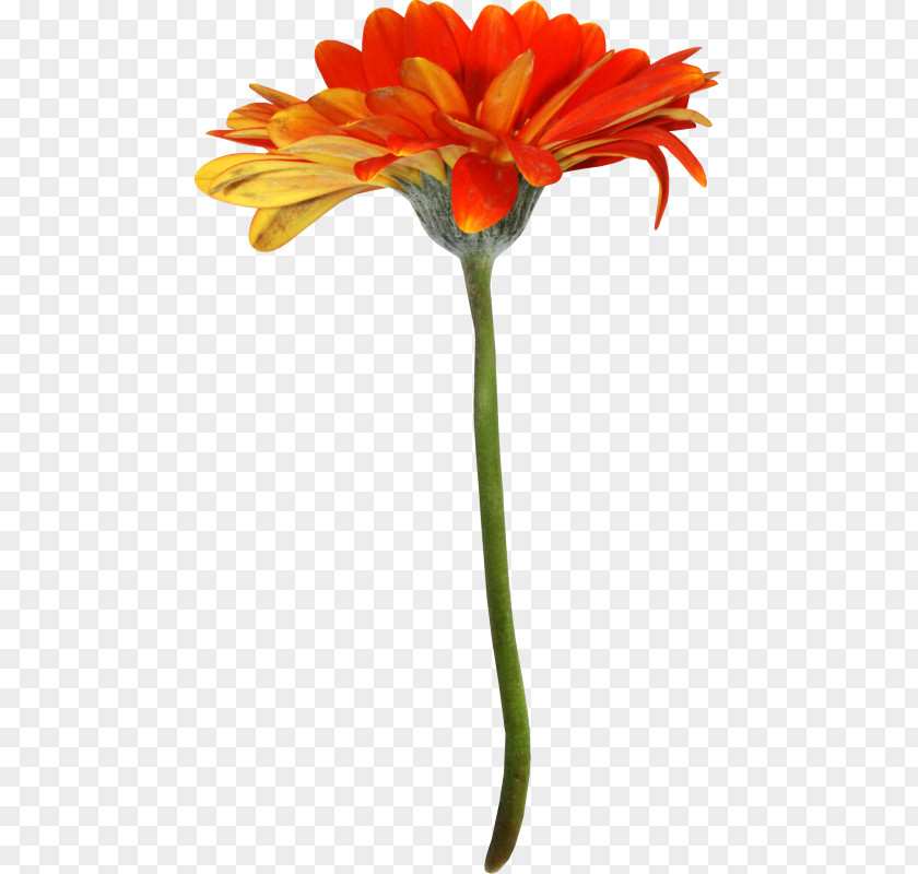 Flower Transvaal Daisy Cut Flowers Petal PNG