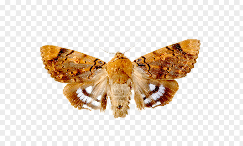 Insect Angoumois Grain Moth Lepidoptera Mole PNG