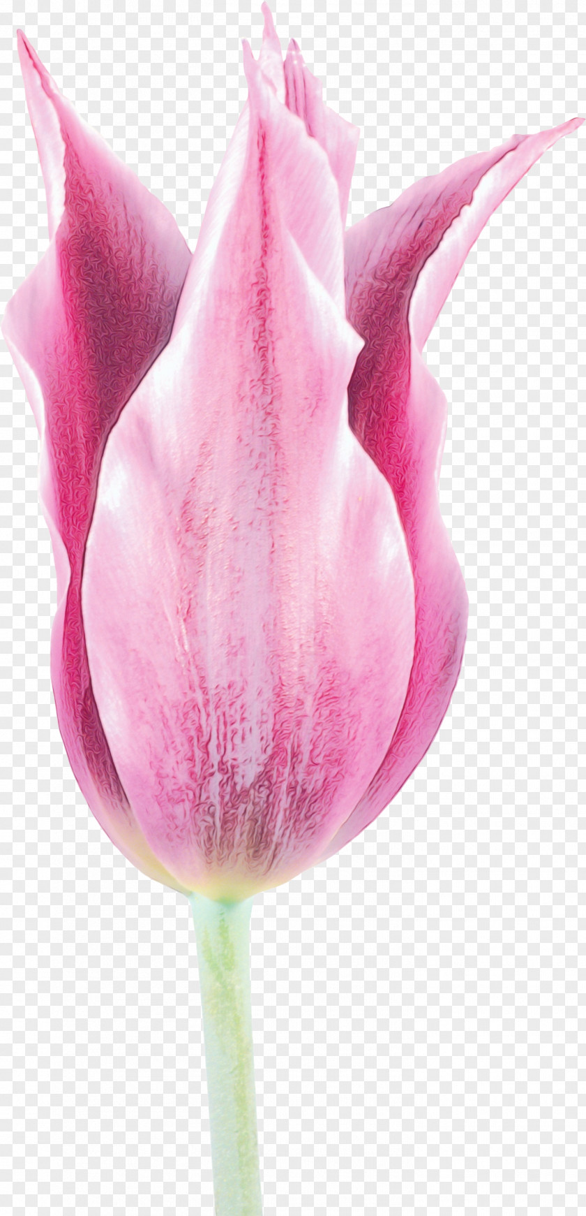 Lily Family Bud Pink Petal Tulip Flower Plant PNG