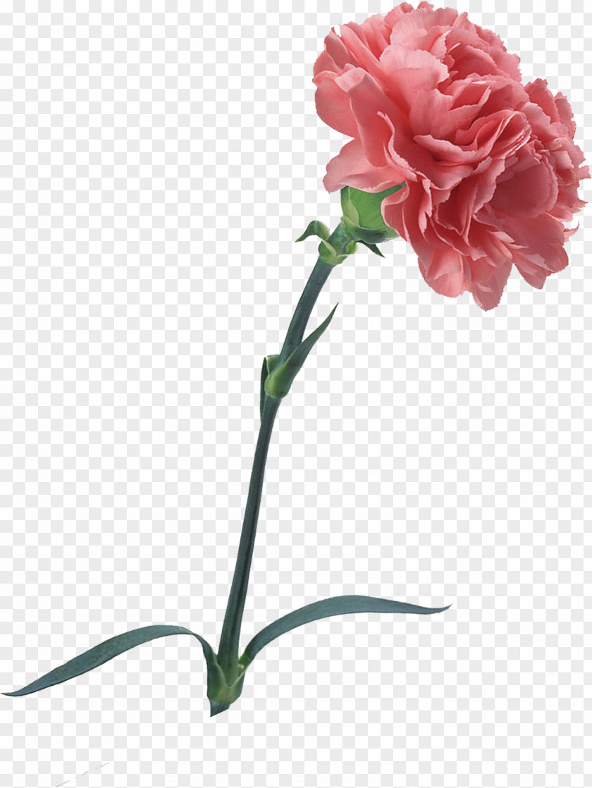 Pink Carnations PNG carnations clipart PNG