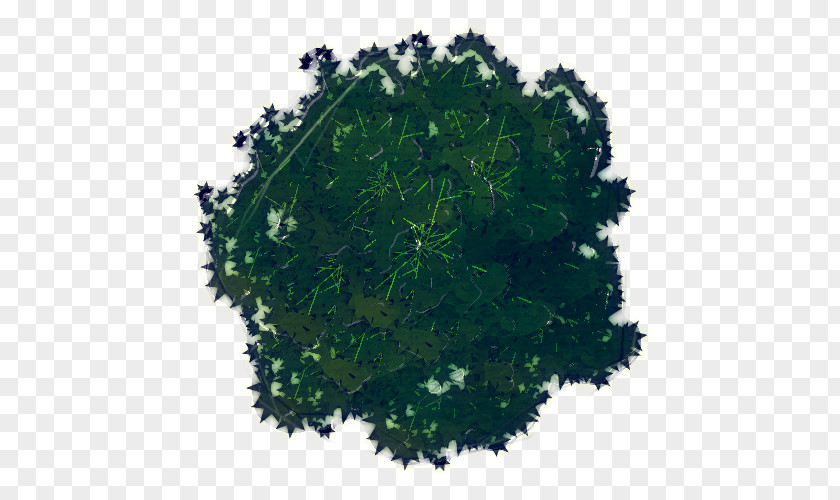 Shrub Parsley PNG