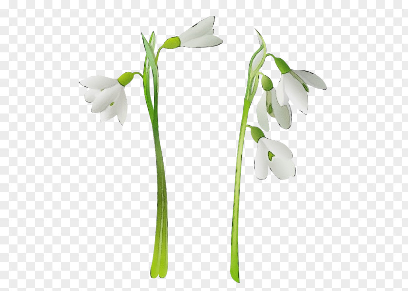 Amaryllis Family Petal Flower Flowering Plant Snowdrop Galanthus PNG