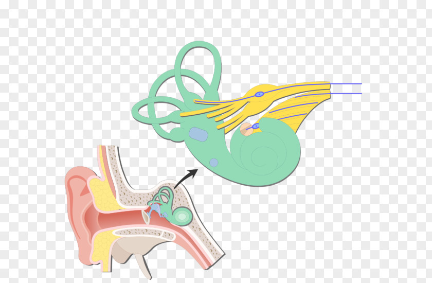 Ear Cochlea Bipolar Neuron Vestibular System Nerve Vestibule Of The PNG
