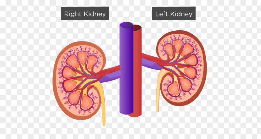 Renal Hilum Kidney Medulla Excretory System Sinus PNG