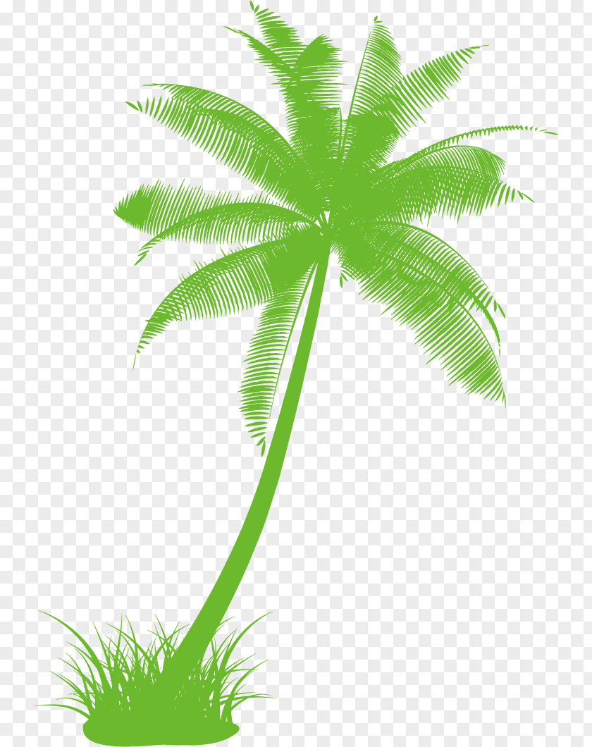 Vector Painted Green Coconut Arecaceae Drawing Tree Black And White Clip Art PNG