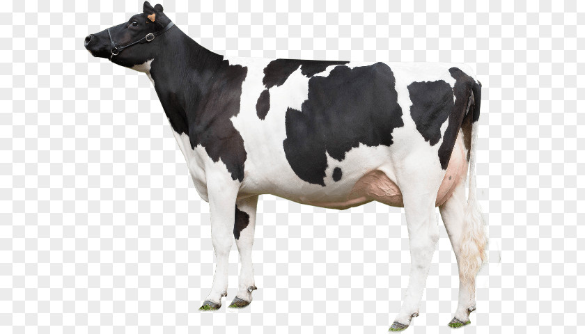 Bull Holstein Friesian Cattle Texas Longhorn Beef Gyr PNG