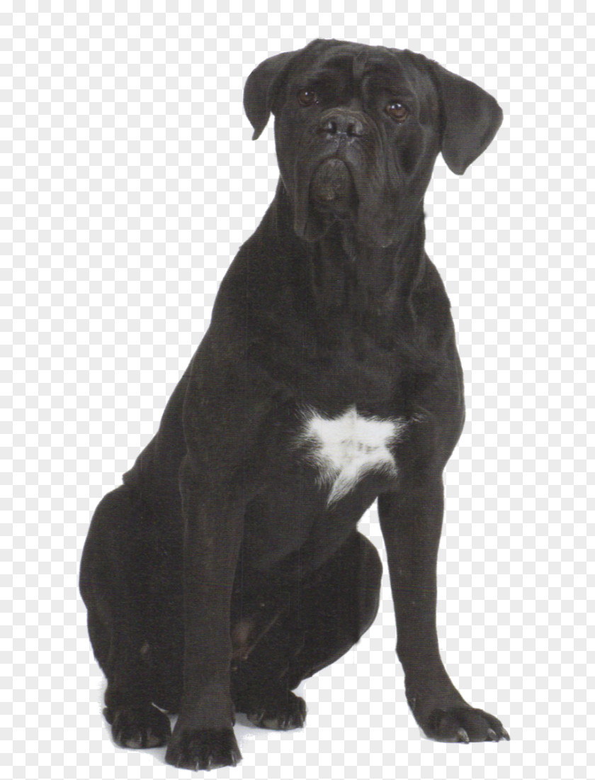 Cane Corso Dog Breed Patterdale Terrier Olde English Bulldogge PNG
