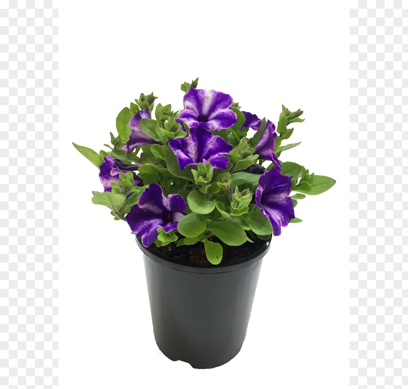 Petunias Flowerpot Cut Flowers Herb PNG