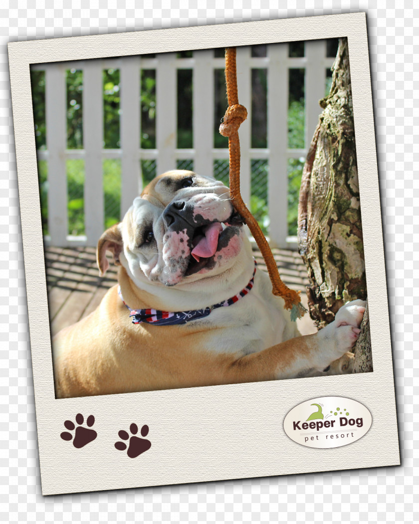 Pittsburg Pet Resort Bulldog Pug Dog Breed Non-sporting Group PNG