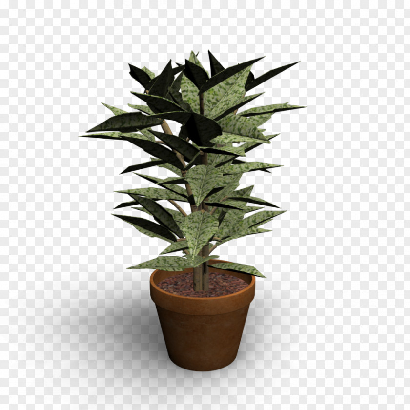 Plant Houseplant Flowerpot Room Ornamental PNG