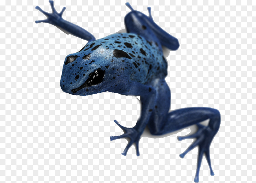 Poison Dart Frog Toad True Blue Vertebrate PNG