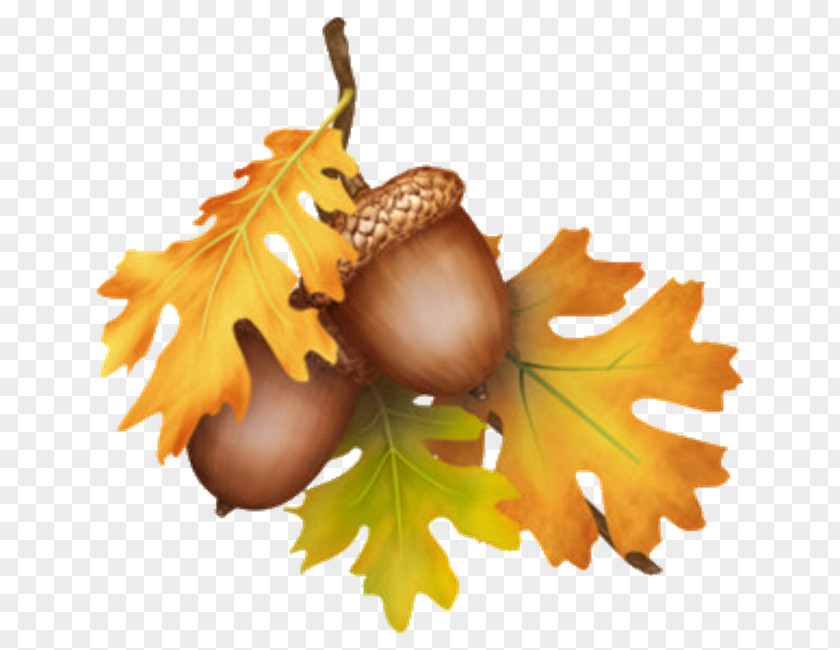 Wounded Heart Acorn Thanksgiving Tree Clip Art PNG