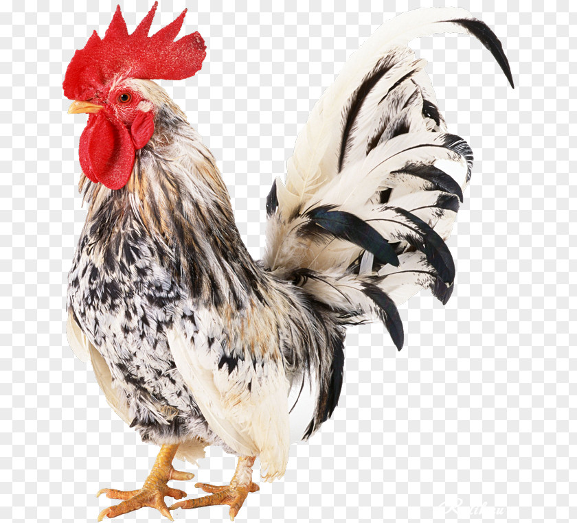 Duck Rhode Island Red Poultry Rooster Fowl PNG