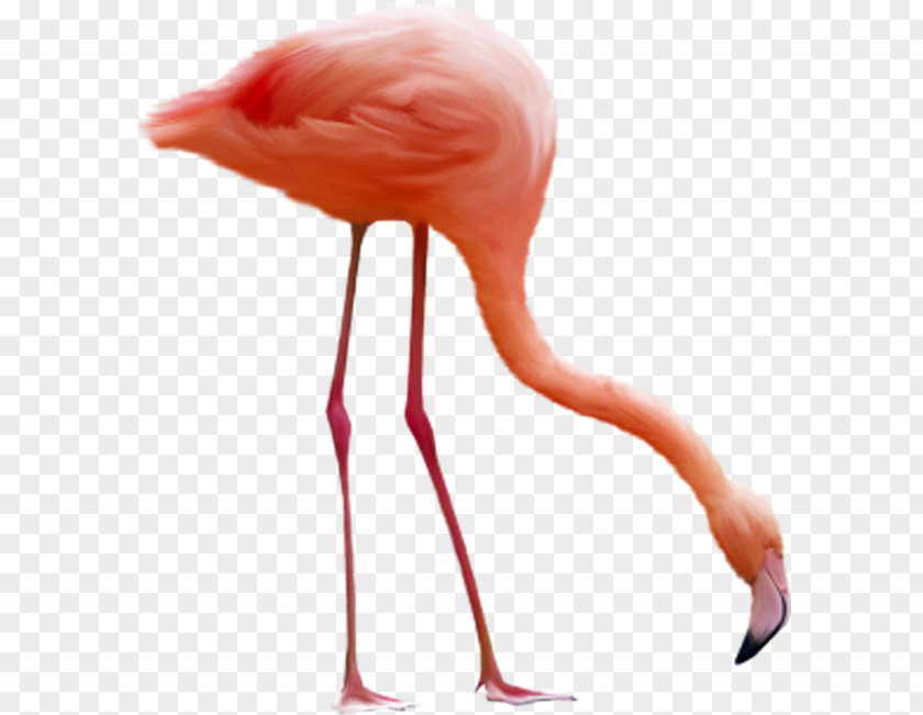 Flamingos Bow Flamingo Bird Clip Art PNG