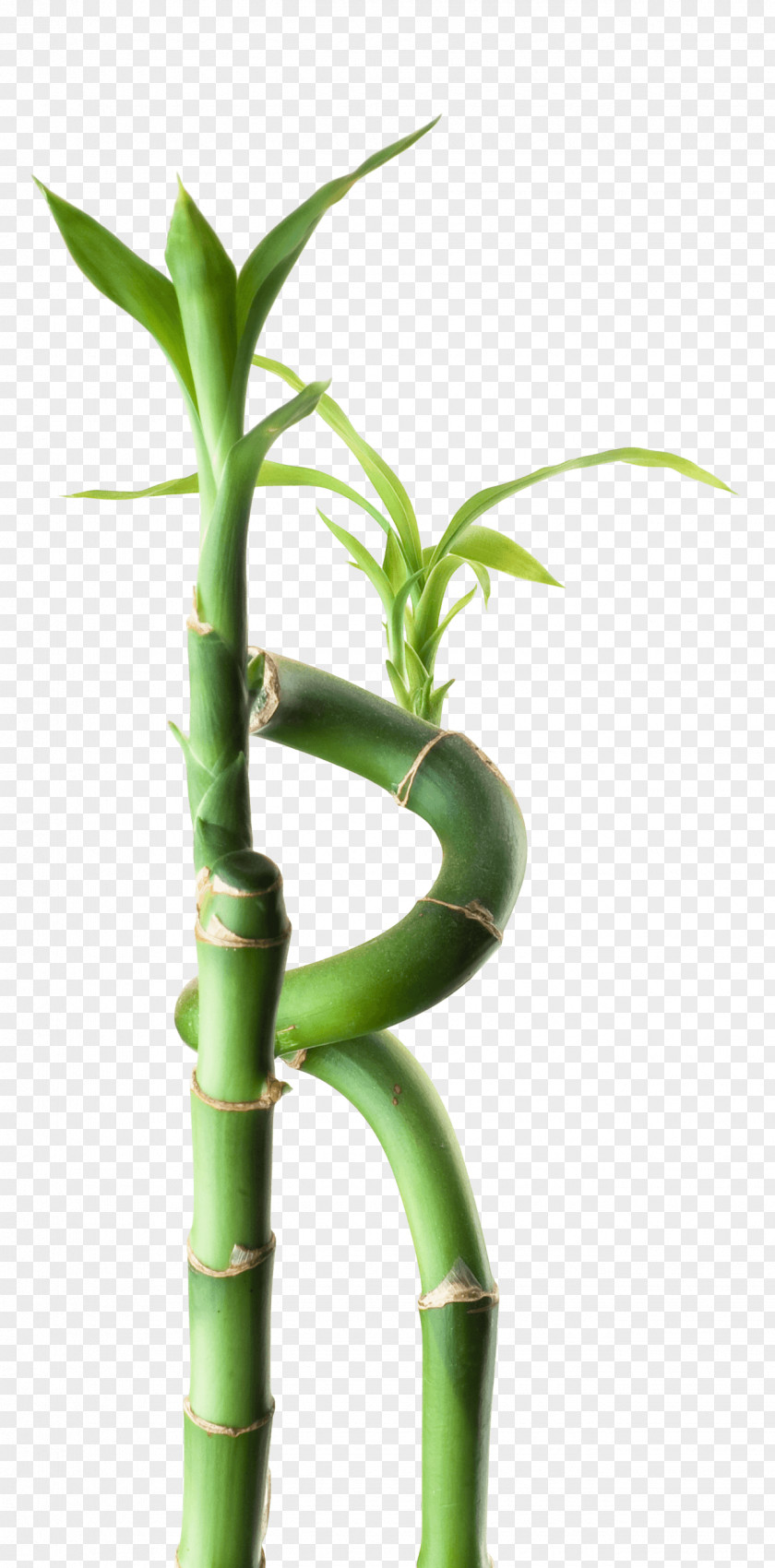 Mindfulness And Meditation Bamboo Flowerpot PNG