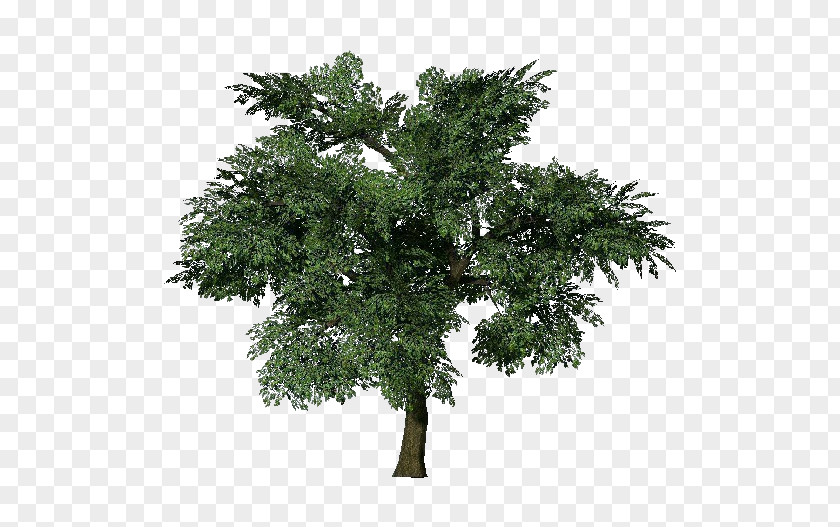 Arboles Tree Oak European Beech Populus Nigra Branch PNG