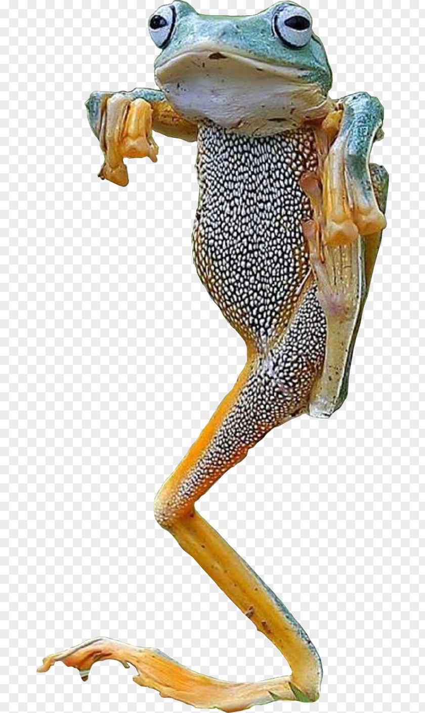 Frog True Toad Tree Terrestrial Animal PNG