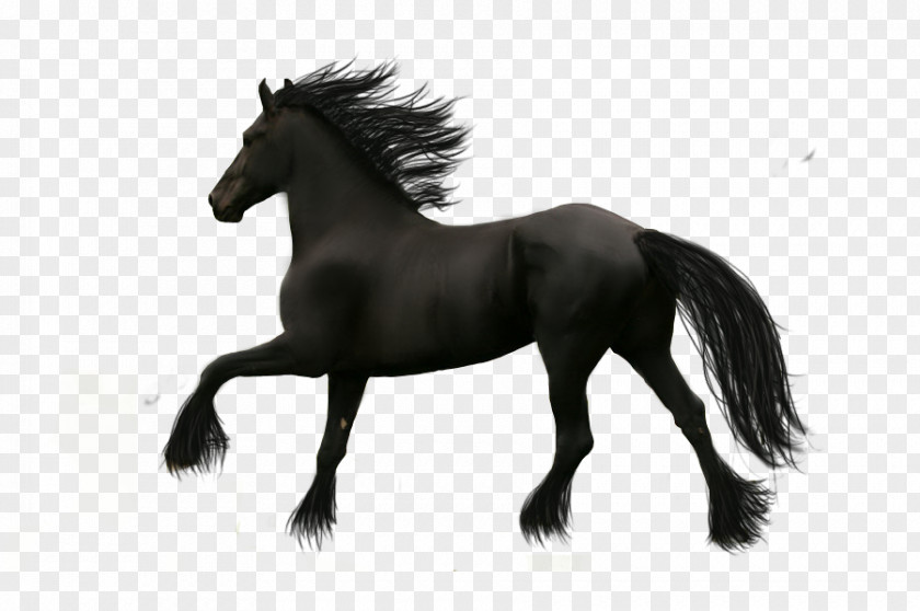 Horse Picture Cartoon Pictures,Running Friesian PNG