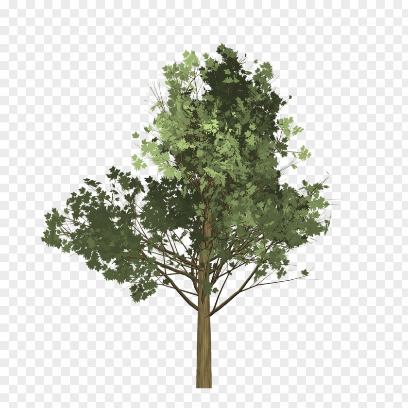 Tree Branch Maple Oak PNG