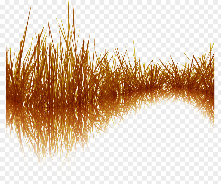 Withered Grass PNG