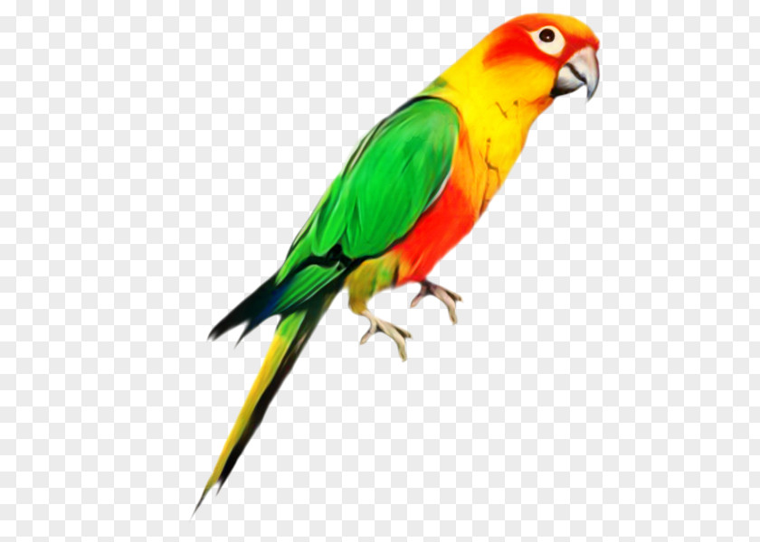 Budgerigar Bird Parakeet Parrots Pet PNG
