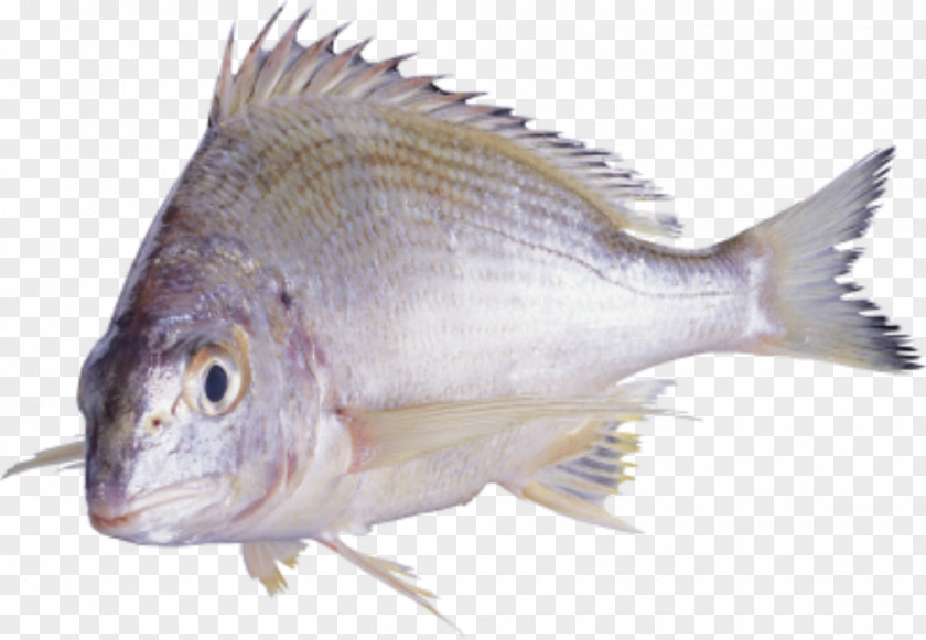 Fish Shellfish Seafood Oily PNG