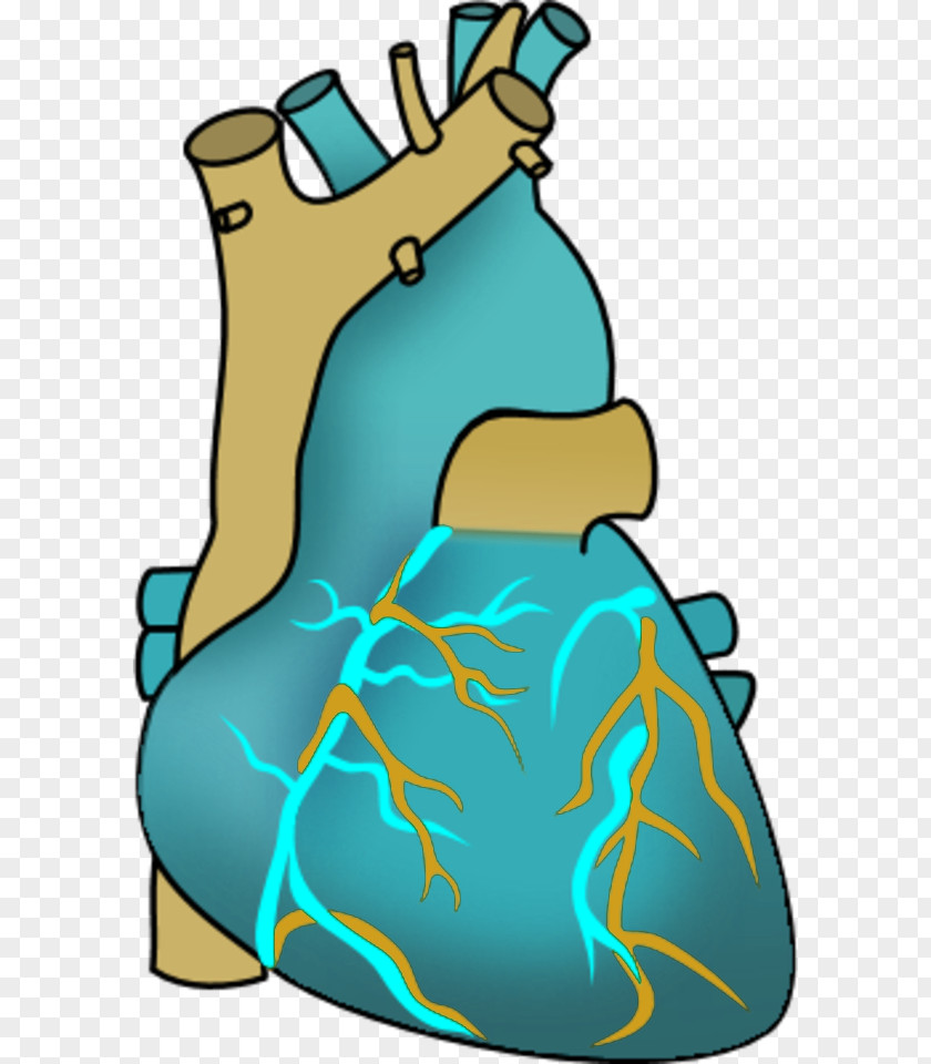 Heart Anatomy Clip Art PNG