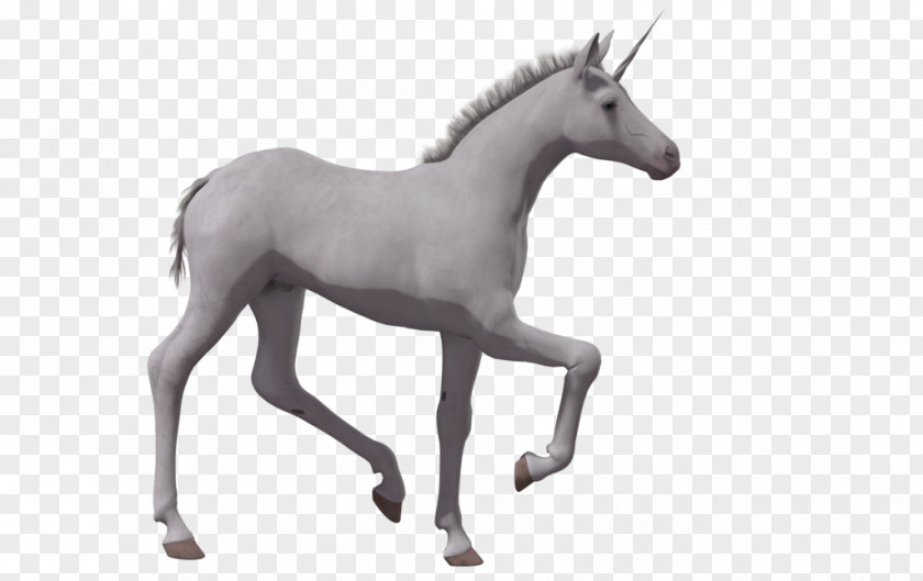 Horse Foal Colt Unicorn Drawing PNG